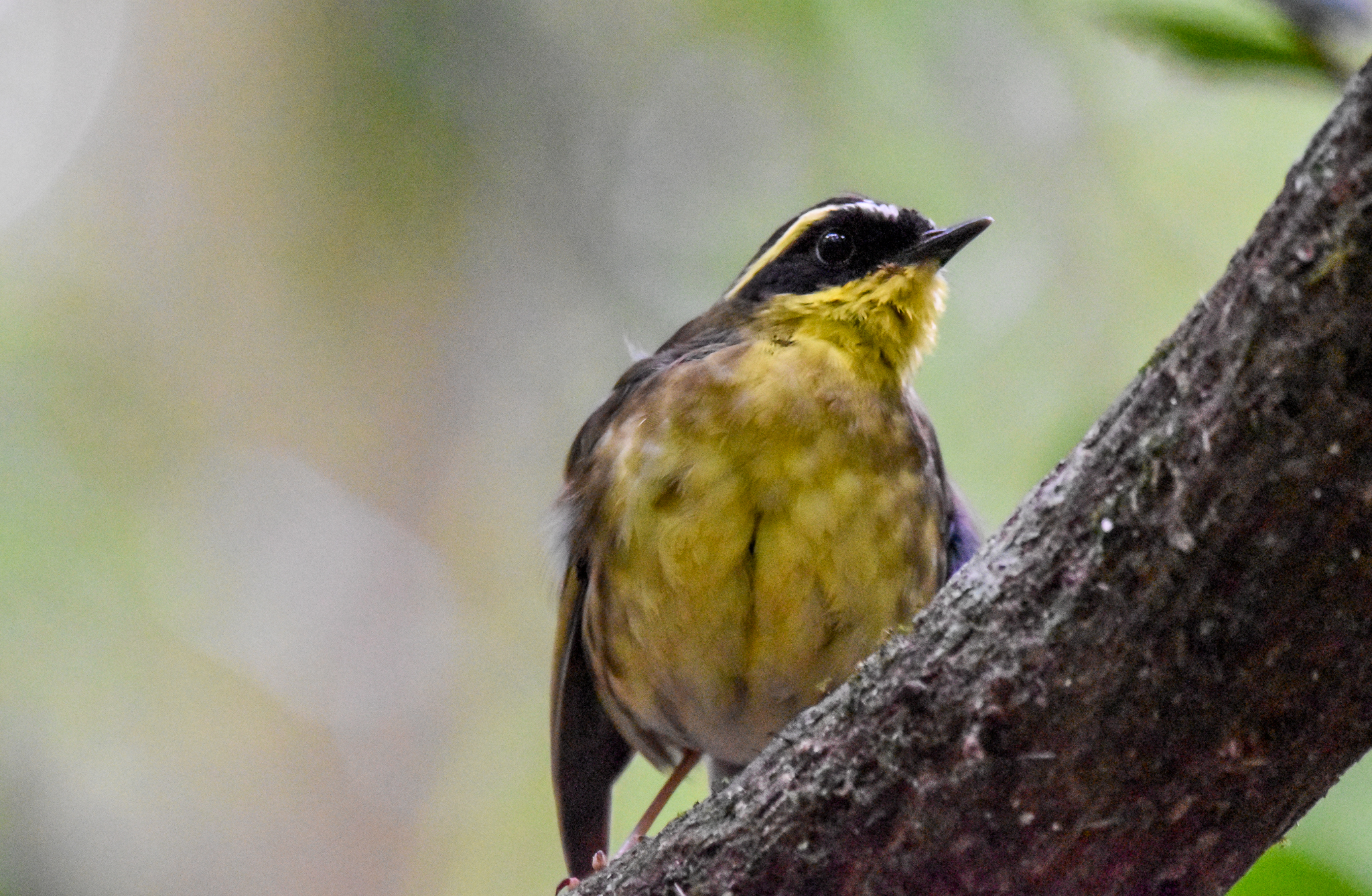 Yellow-throated Scrubwren