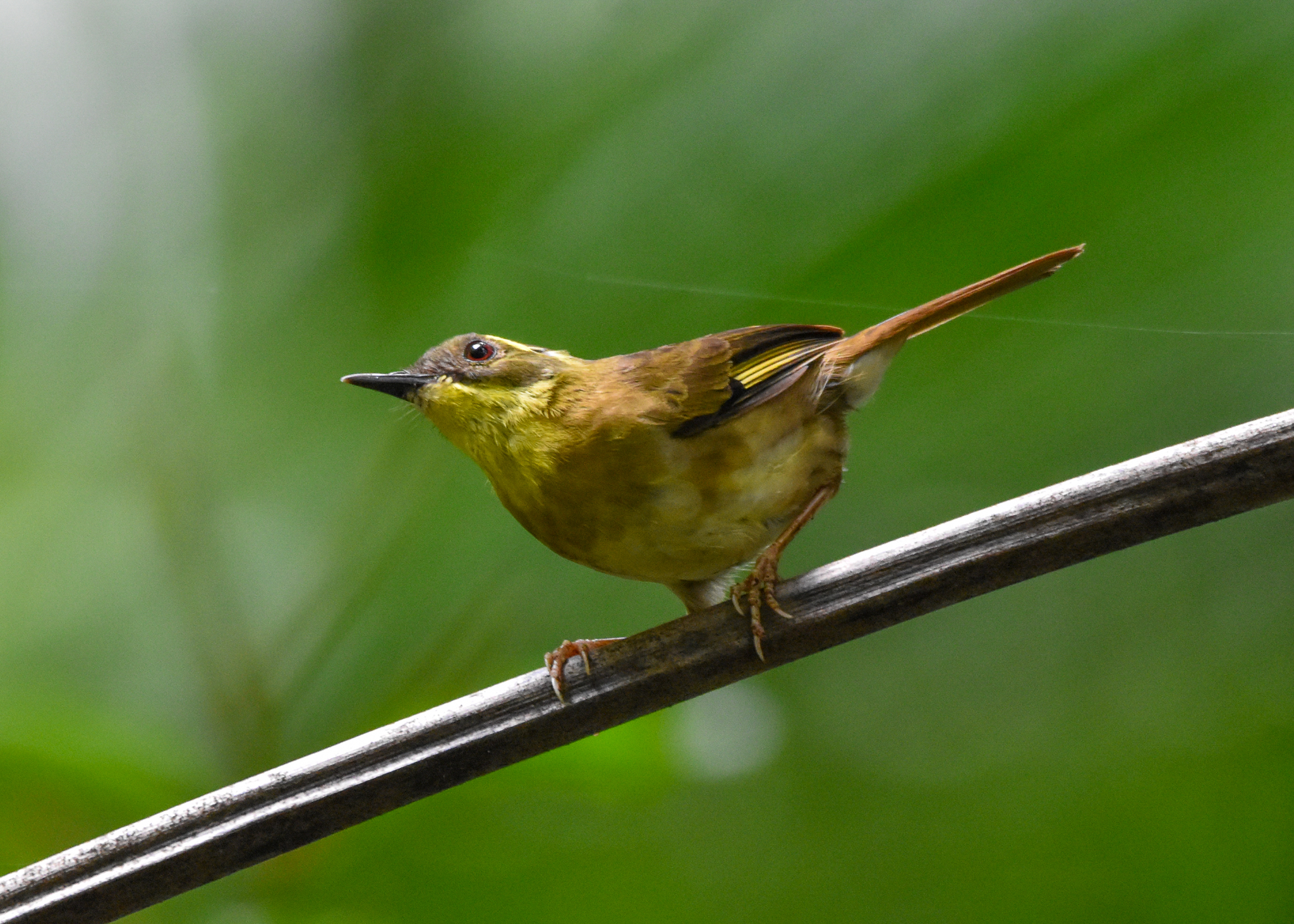 Yellow-throated Scrubwren