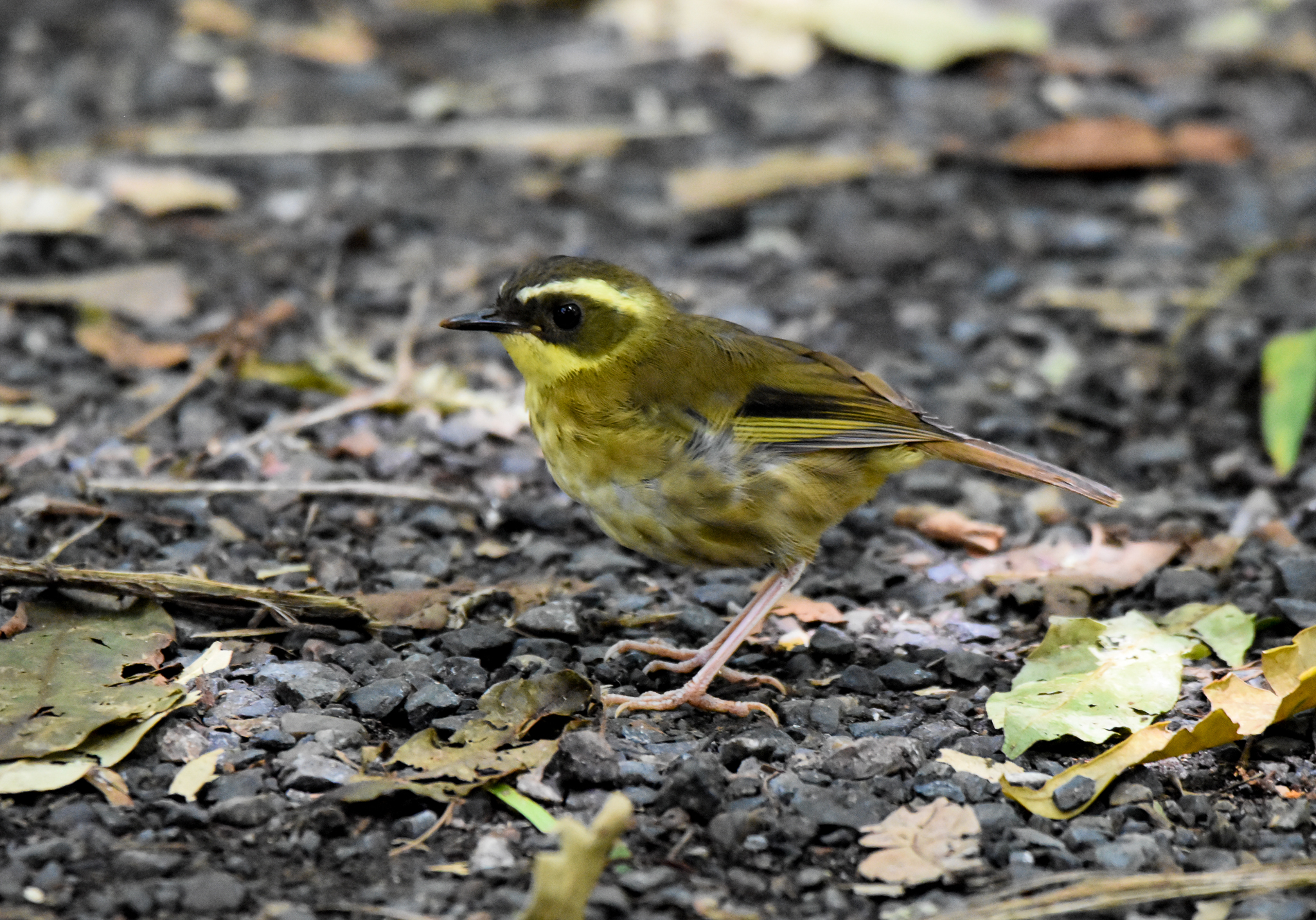 Yellow-throated Scrubwren