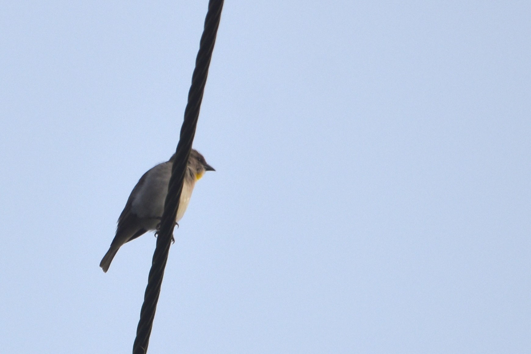 Yellow-throated Sparrow, Nagarahole Tiger Reserve, 21st November 2024
