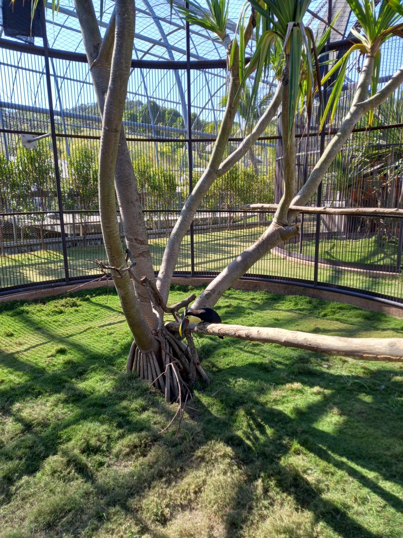 Yellow-throated Toucan and Siamese Fireback exhibit, Jojozoo Bird Park