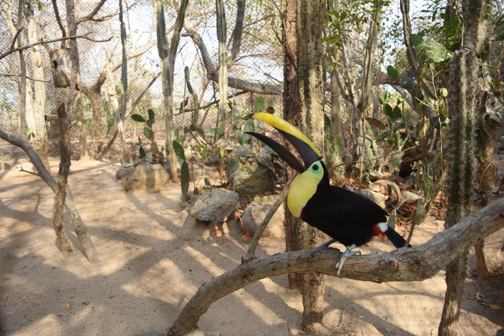 Yellow-throated toucan (Ramphastos ambiguus)