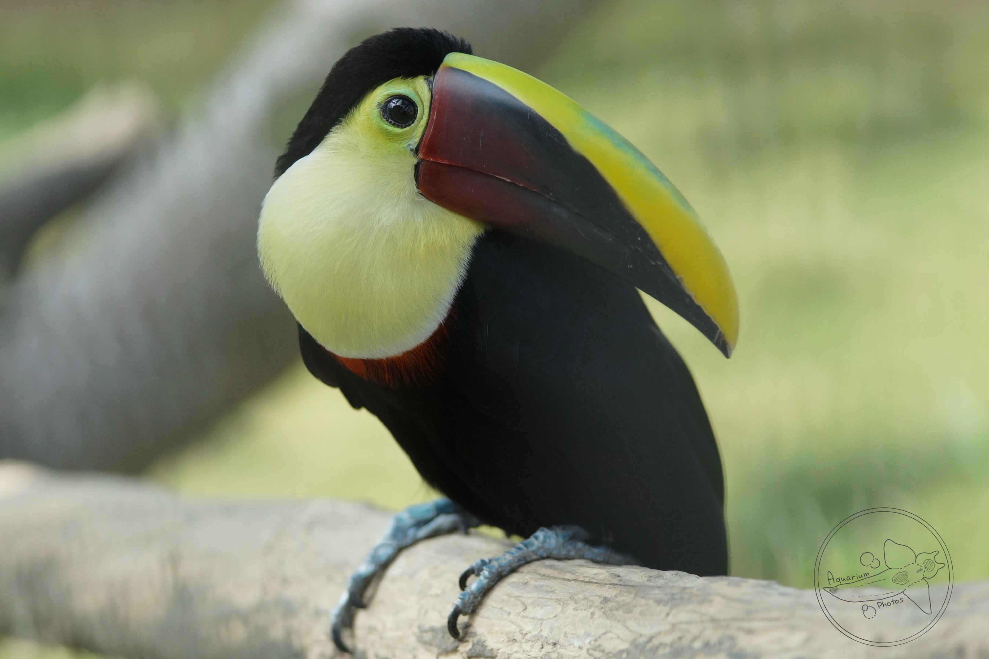 Yellow-throated Toucan (Ramphastos ambiguus)