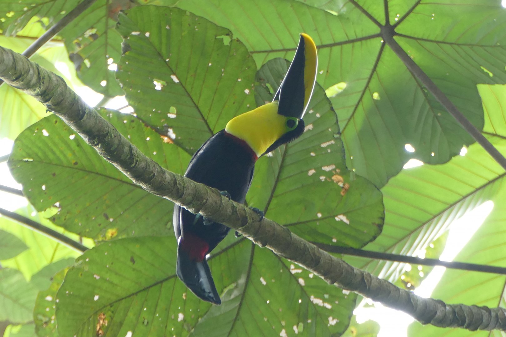 Yellow-throated Toucan
