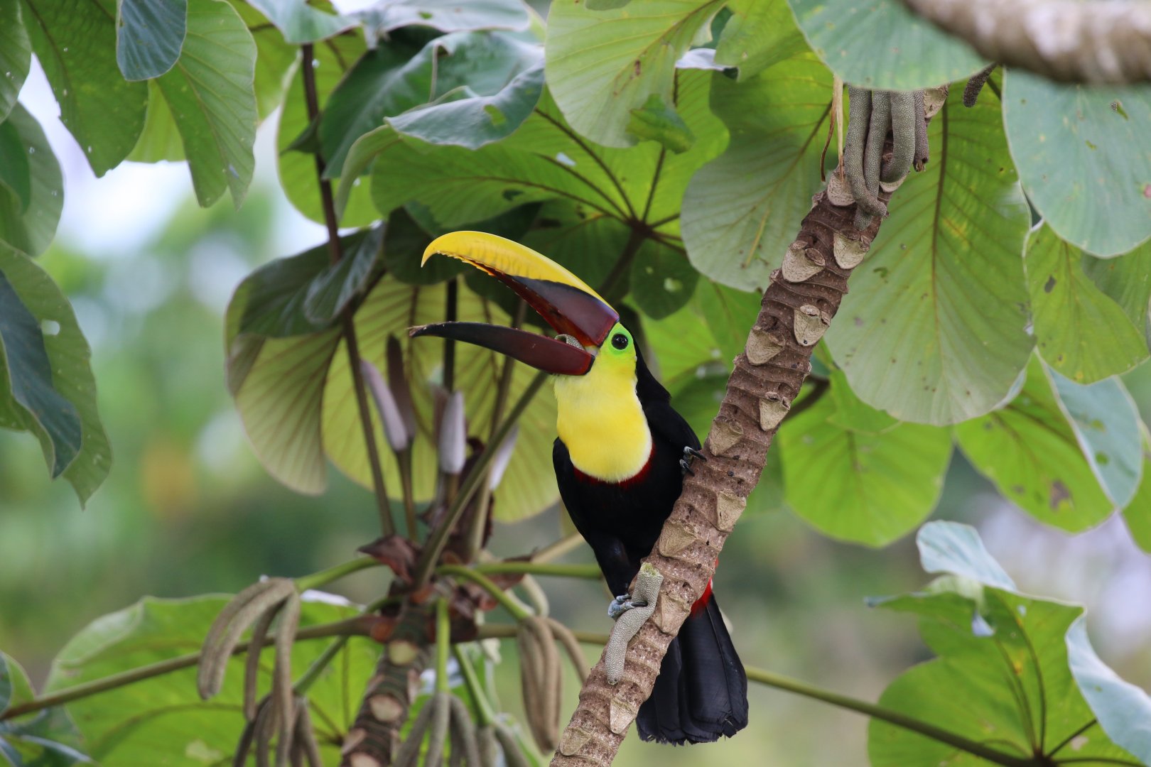Yellow-throated Toucan