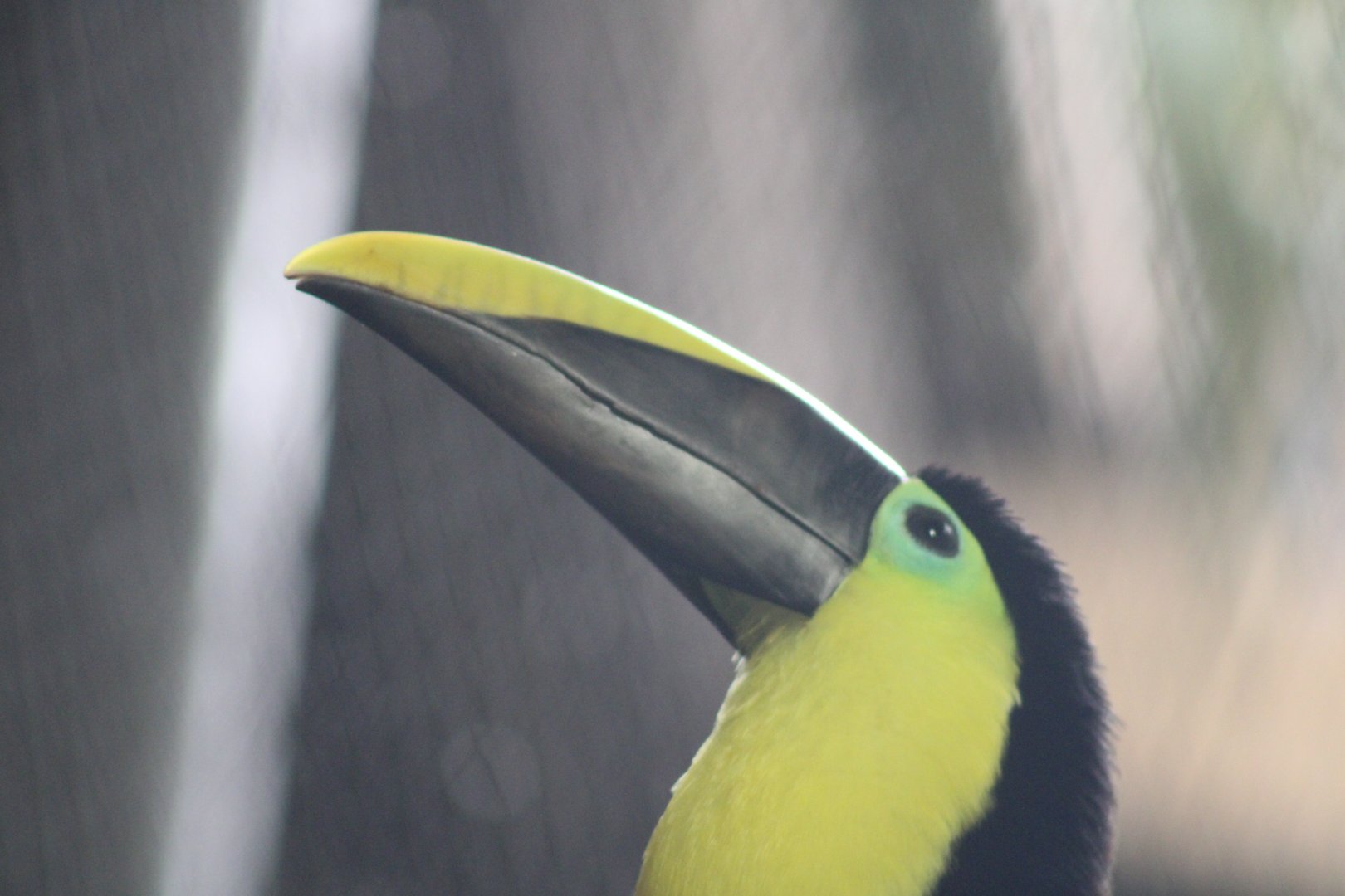 Yellow-throated Toucan