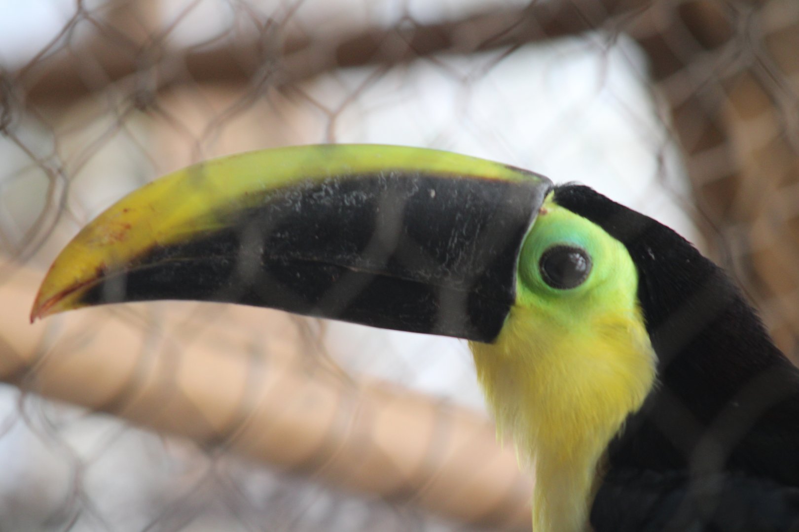 Yellow-throated toucan
