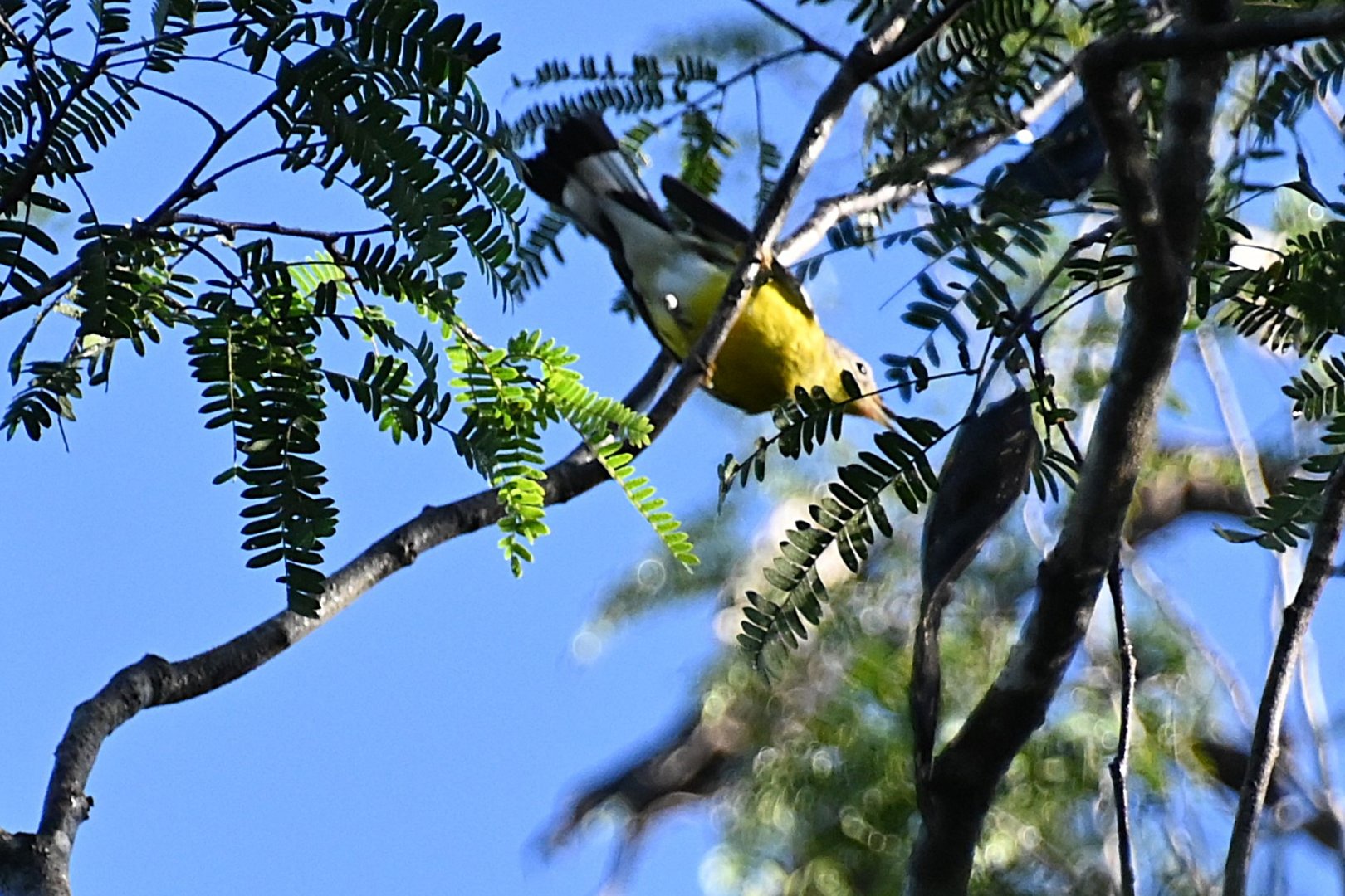 Yellow-throated vireo (Vireo flavifrons)