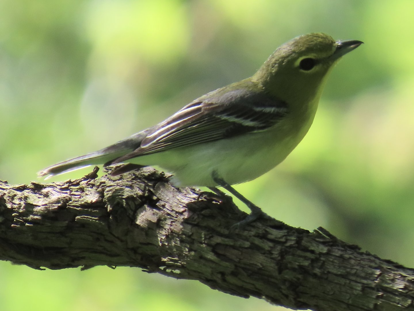 Yellow-throated Vireo (Vireo flavifrons)