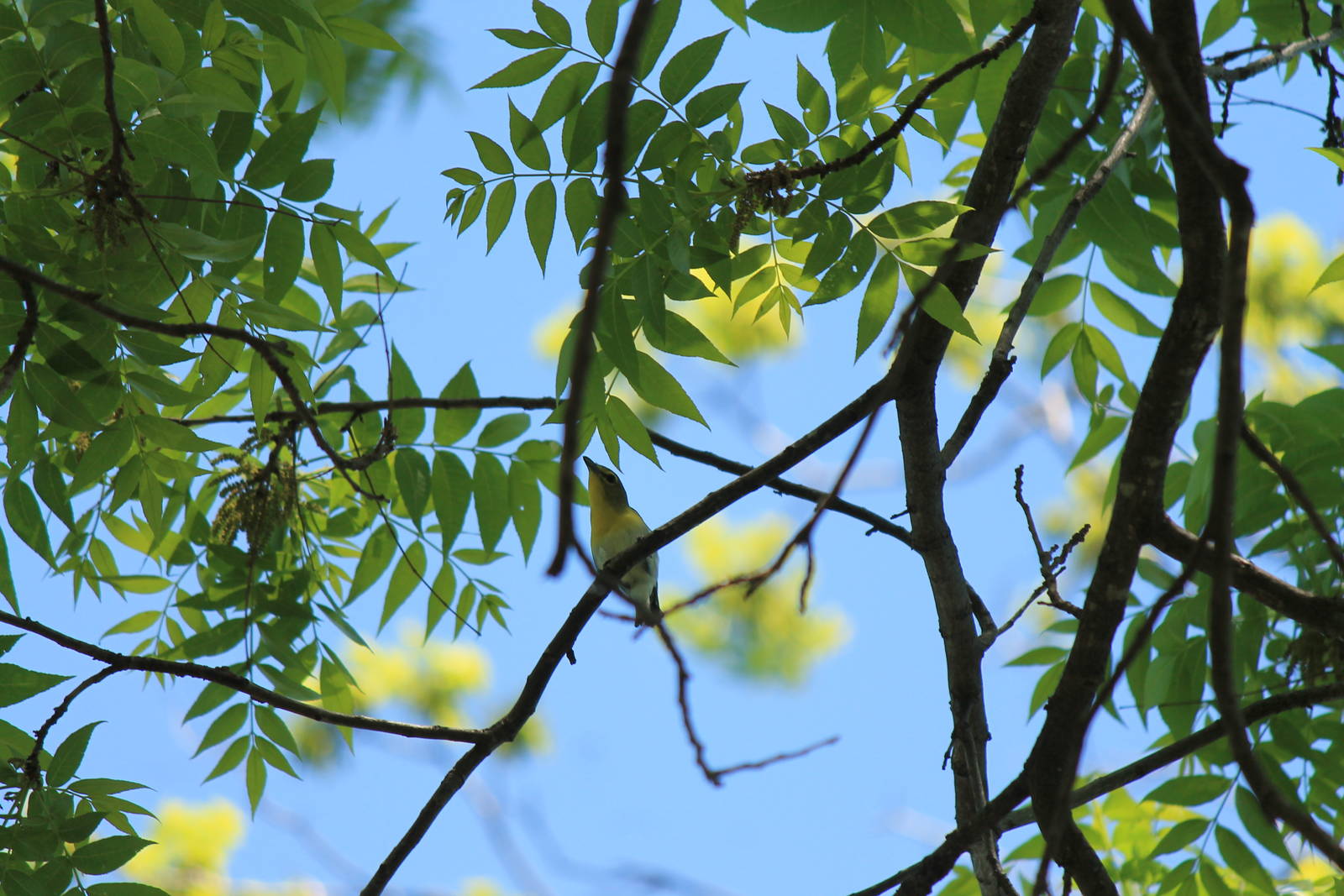 Yellow-Throated Vireo