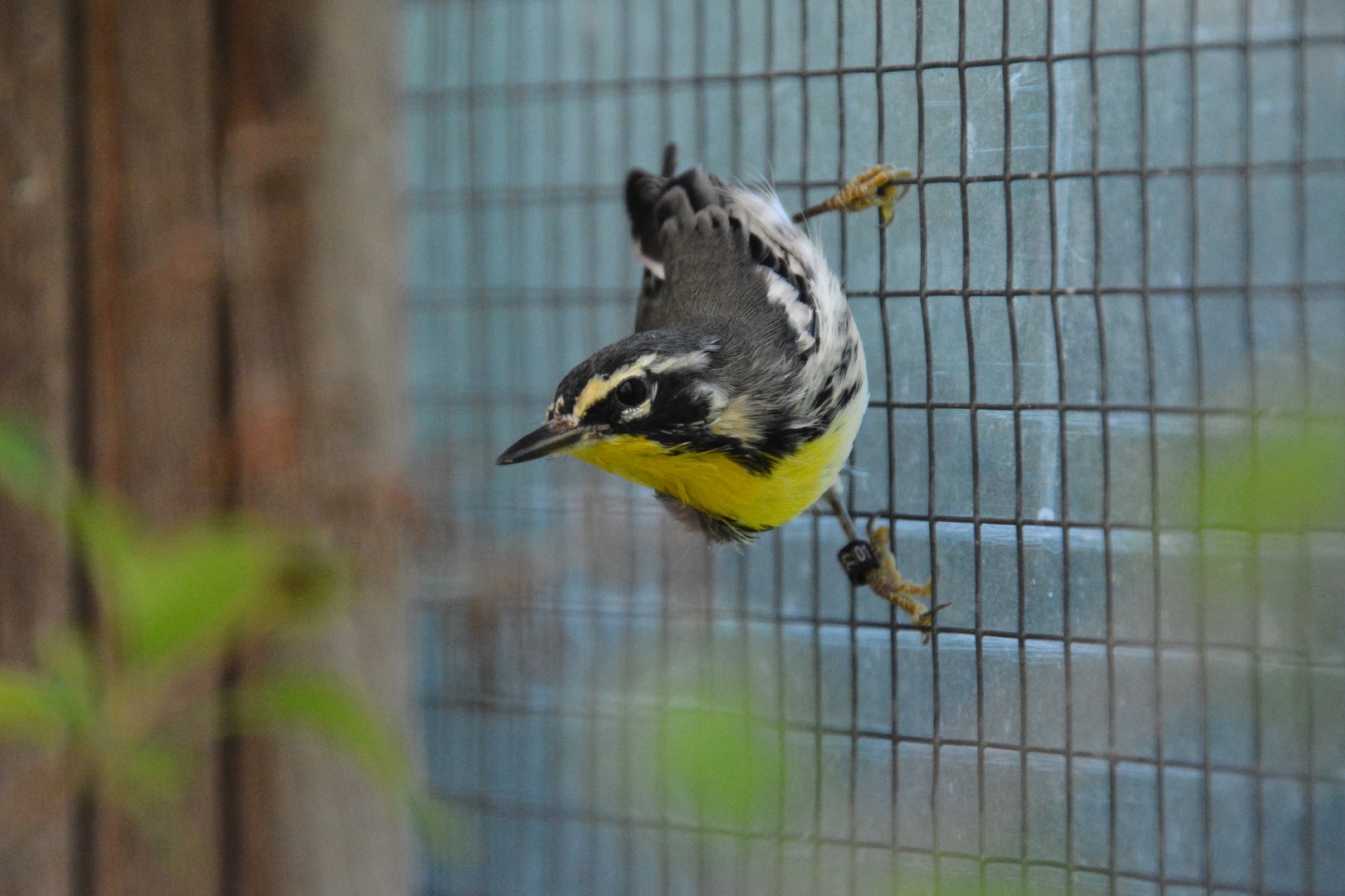 Yellow-throated warbler (Setophaga dominica)