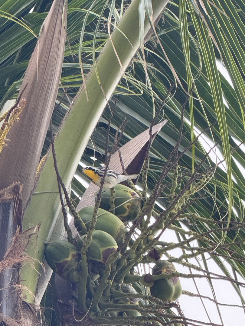Yellow-throated warbler (Setophaga dominica)