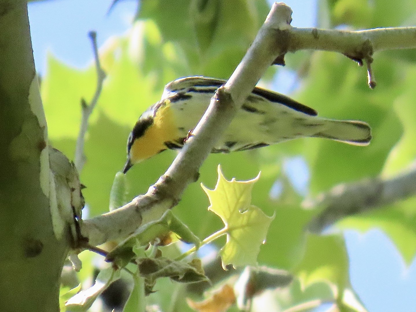 Yellow-throated Warbler (Setophaga dominica)