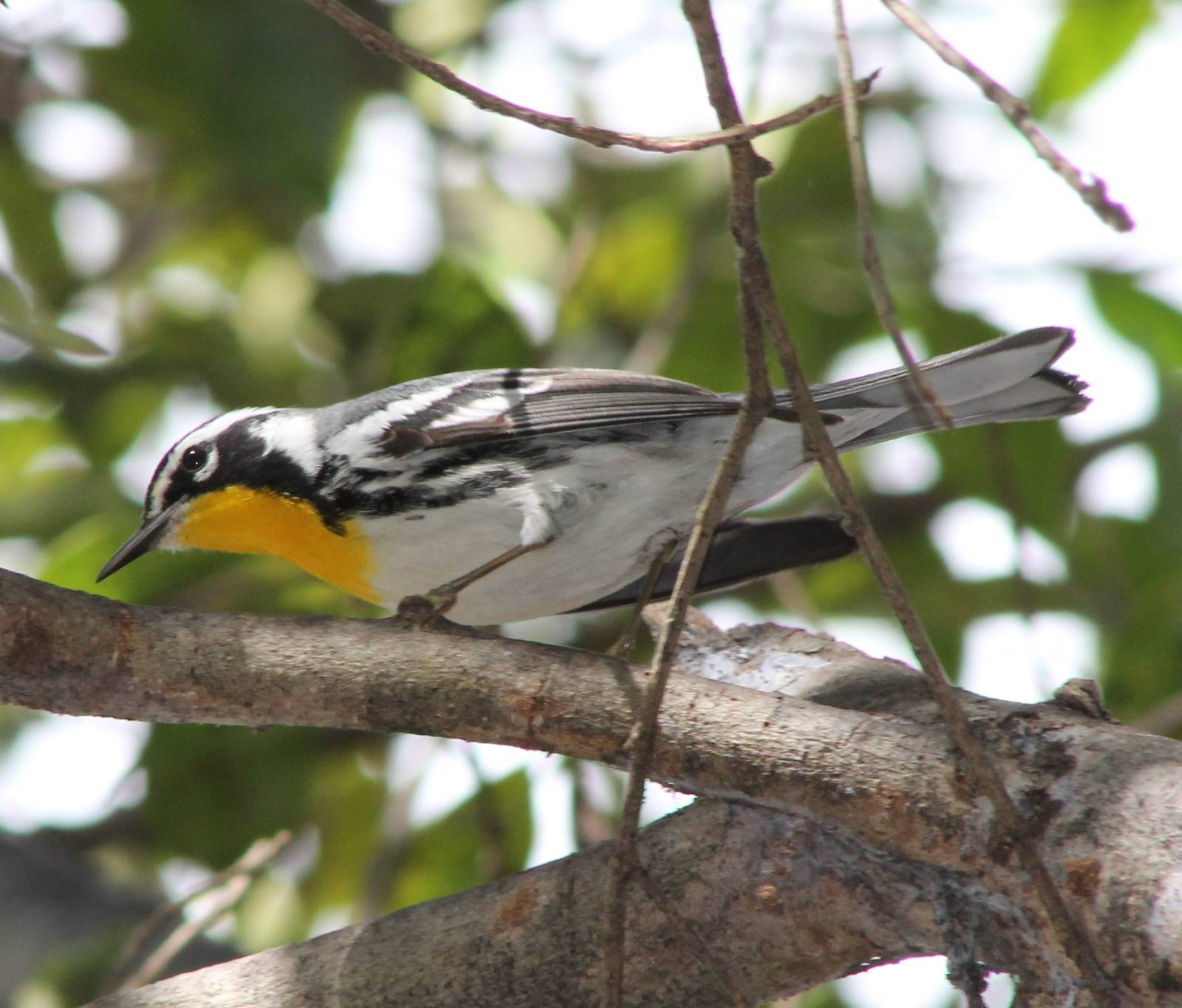 Yellow-throated warbler