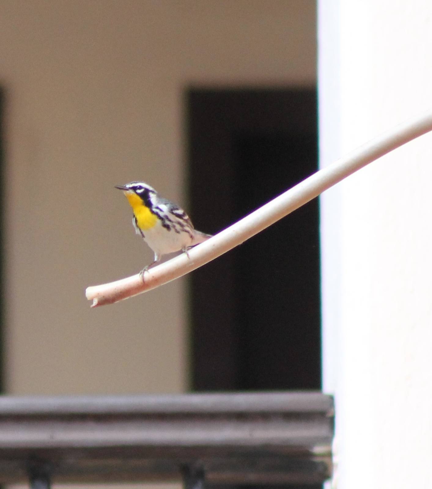 Yellow-throated warbler