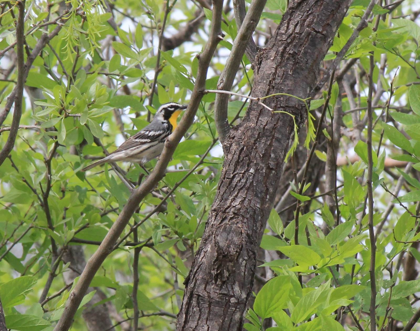 Yellow-Throated Warbler