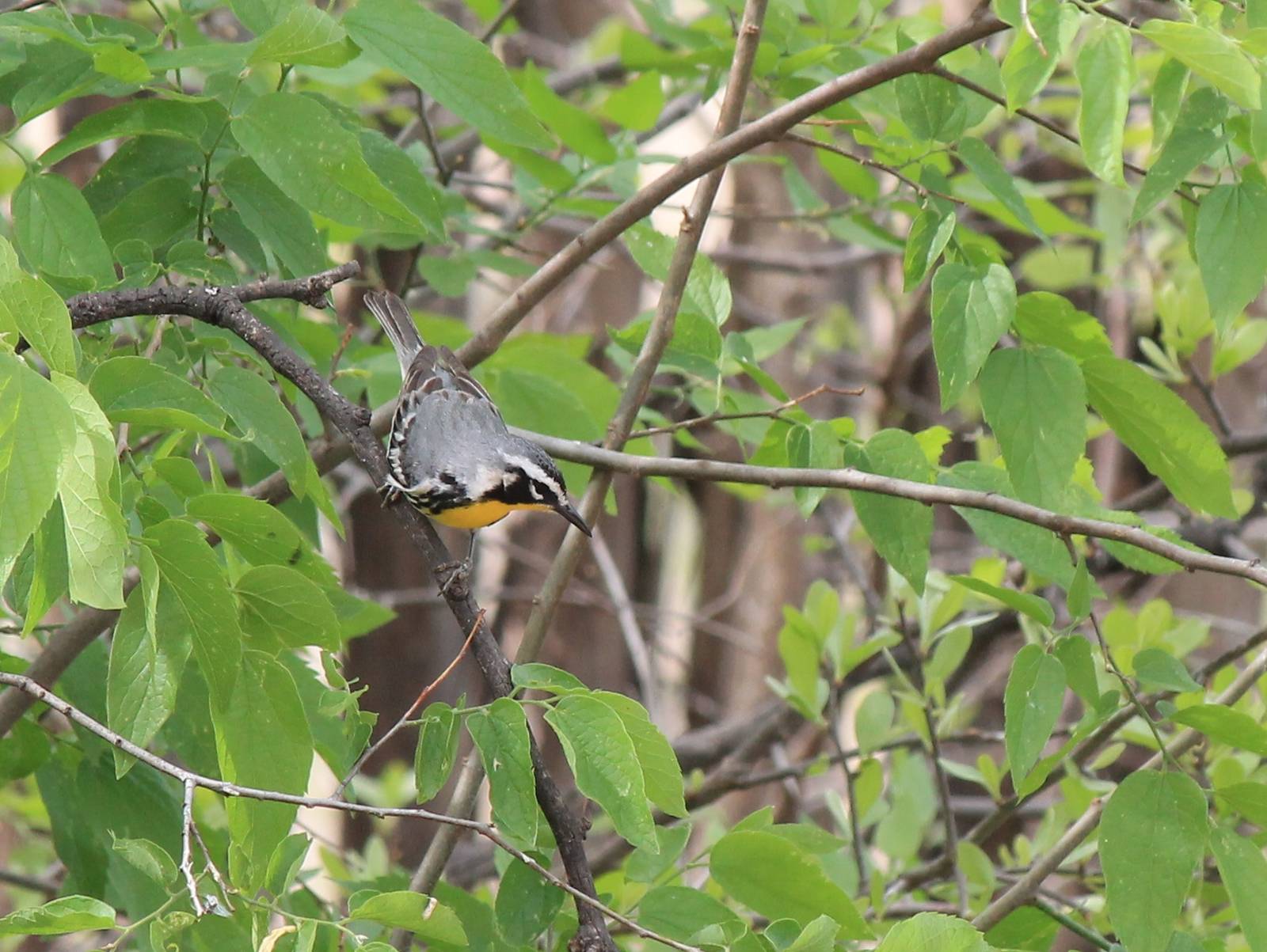 Yellow-Throated Warbler