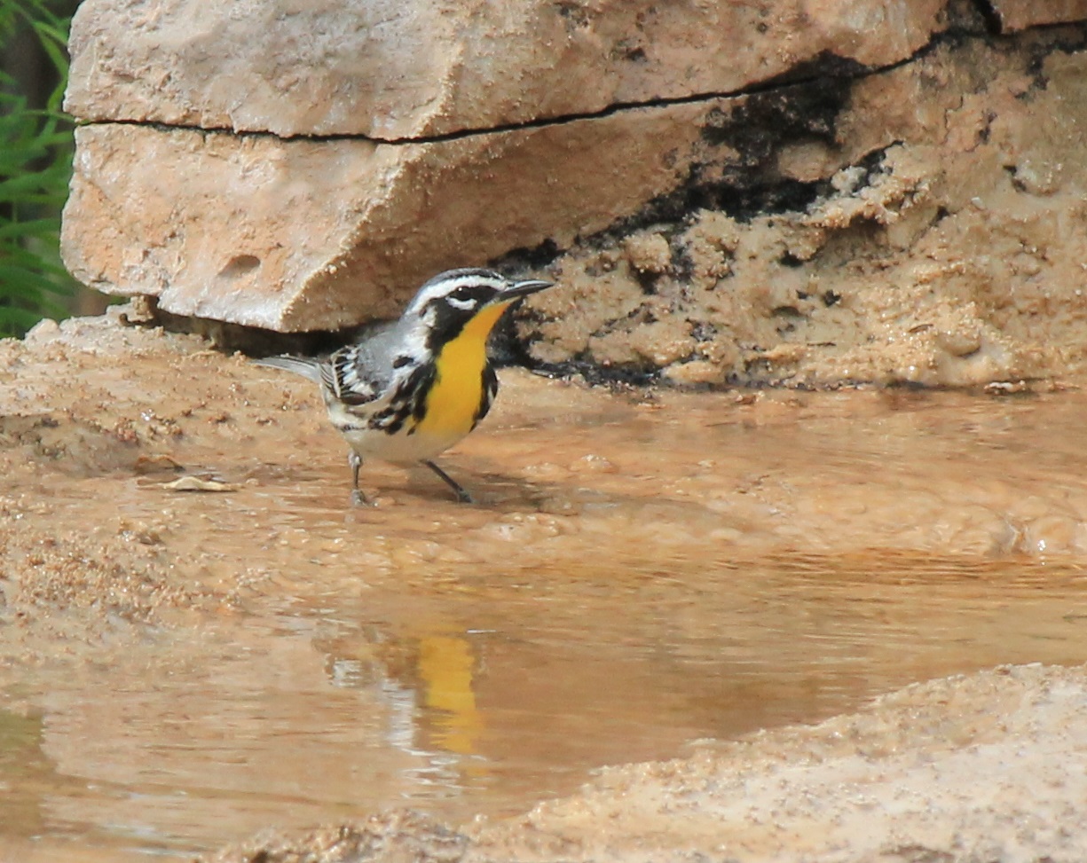 Yellow-Throated Warbler