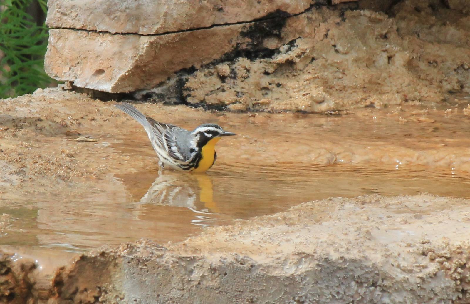 Yellow-Throated Warbler