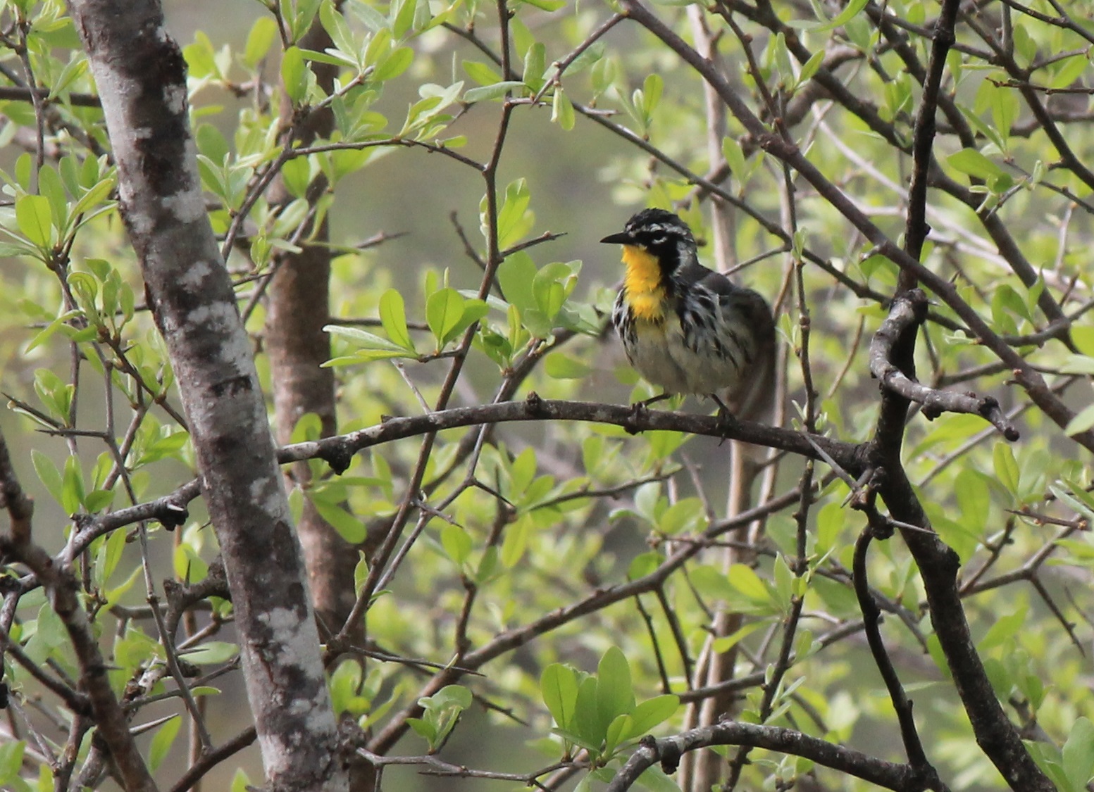 Yellow-Throated Warbler