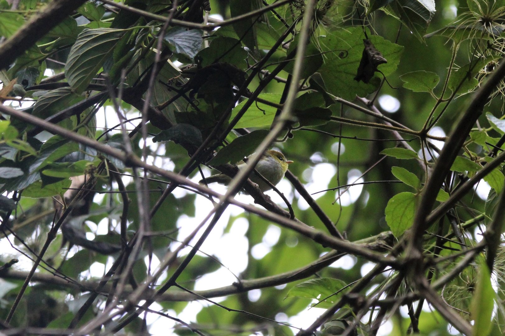 Yellow-Throated Woodland Warbler