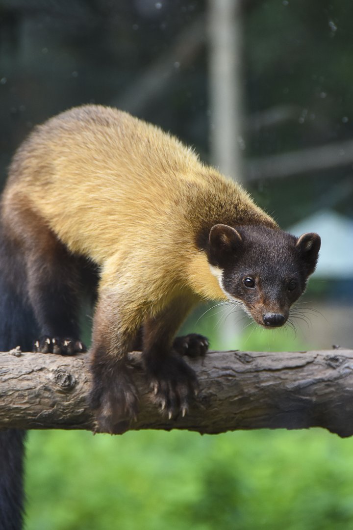 Yellow-throatedMarten（	Martes flavigula）