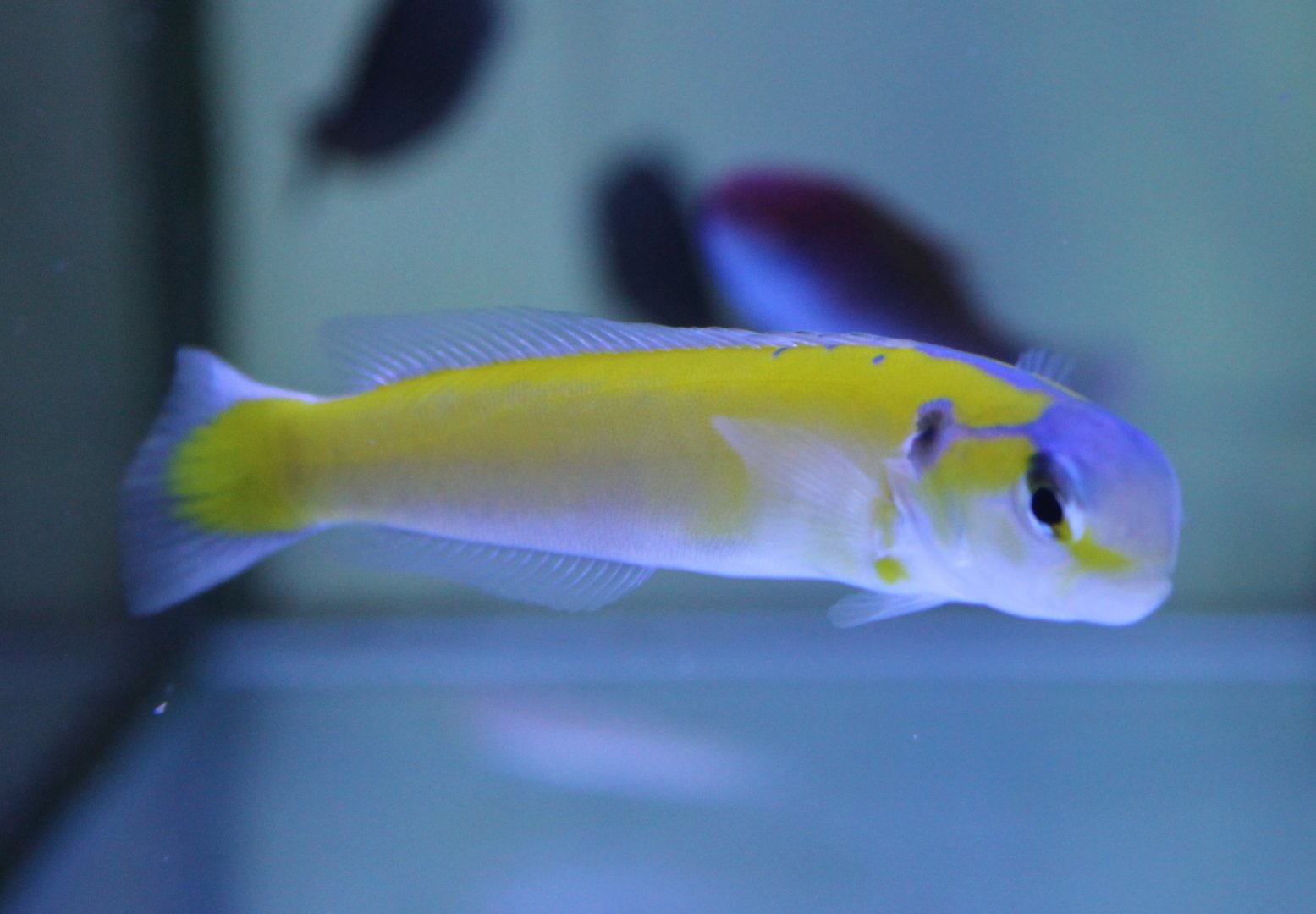 Yellow tilefish - Hoplolatilus gluteus