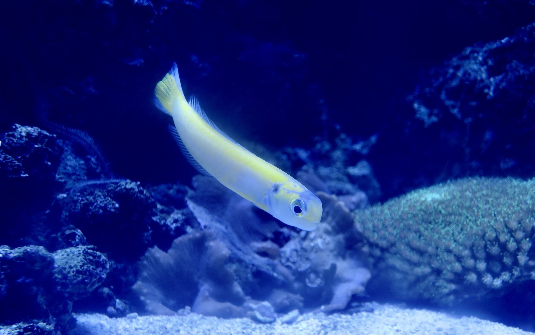 Yellow Tilefish (Hoplolatilus luteus)