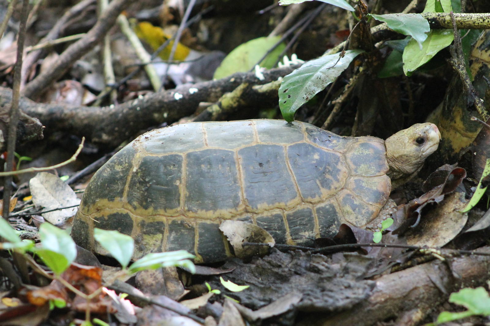 yellow tortoise (Indotestudo elongata)