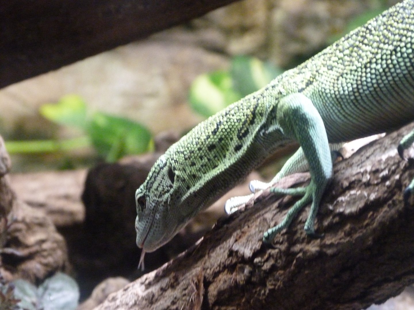 Yellow tree monitor -Aquarium Berlin (2024)