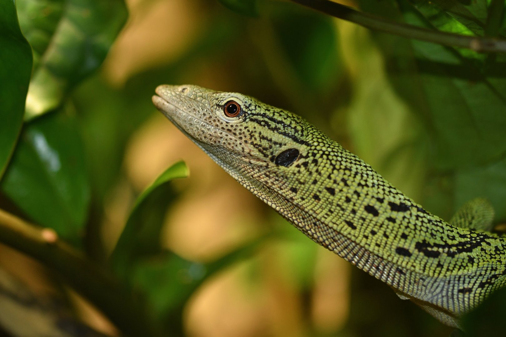 Yellow tree monitor (Varanus reisengeri)
