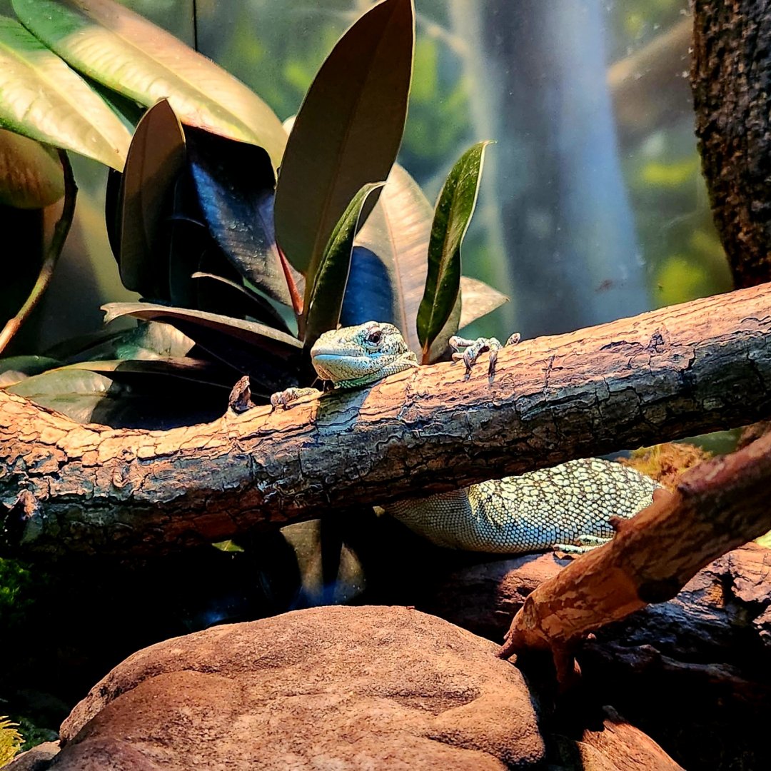 Yellow Tree Monitor (Varanus reisingeri)