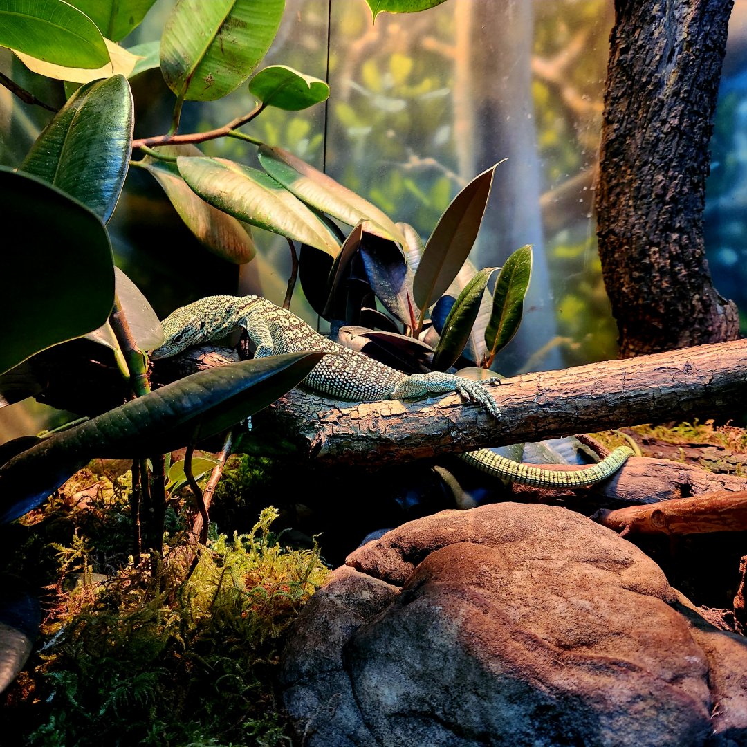 Yellow Tree Monitor (Varanus reisingeri)