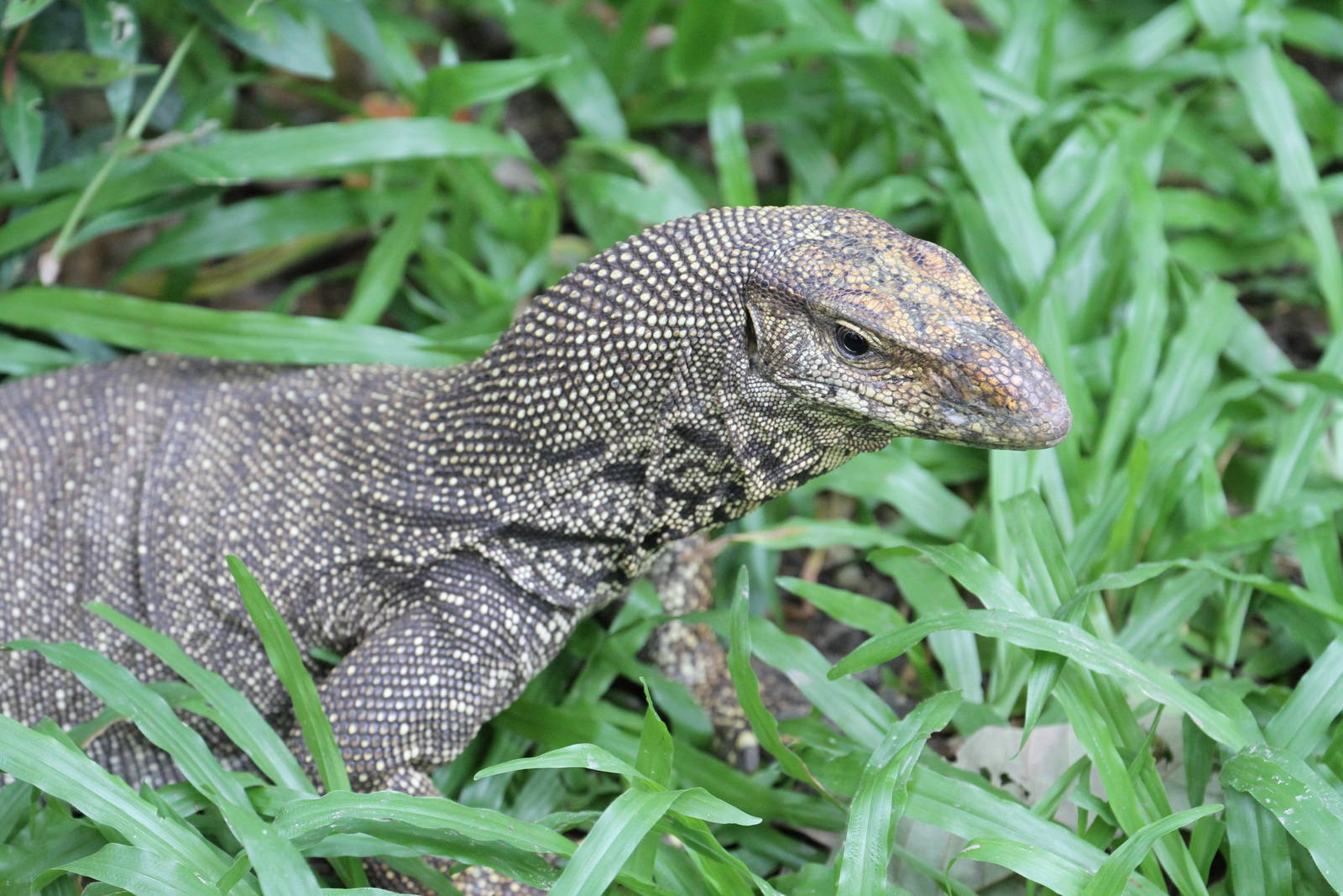 Yellow Tree Monitor?