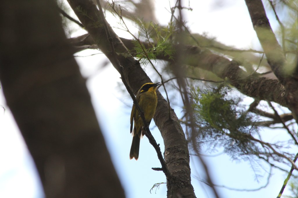 Yellow-tufted Honeyeater (Lichenostomus m. melanops)