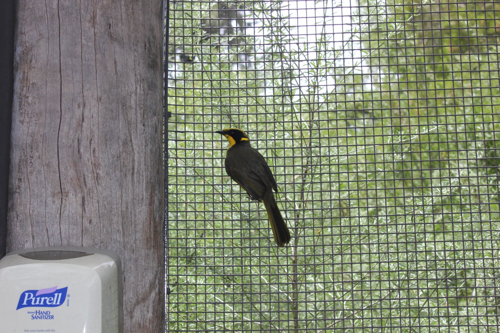 Yellow-tufted Honeyeater (Lichenostomus melanops)