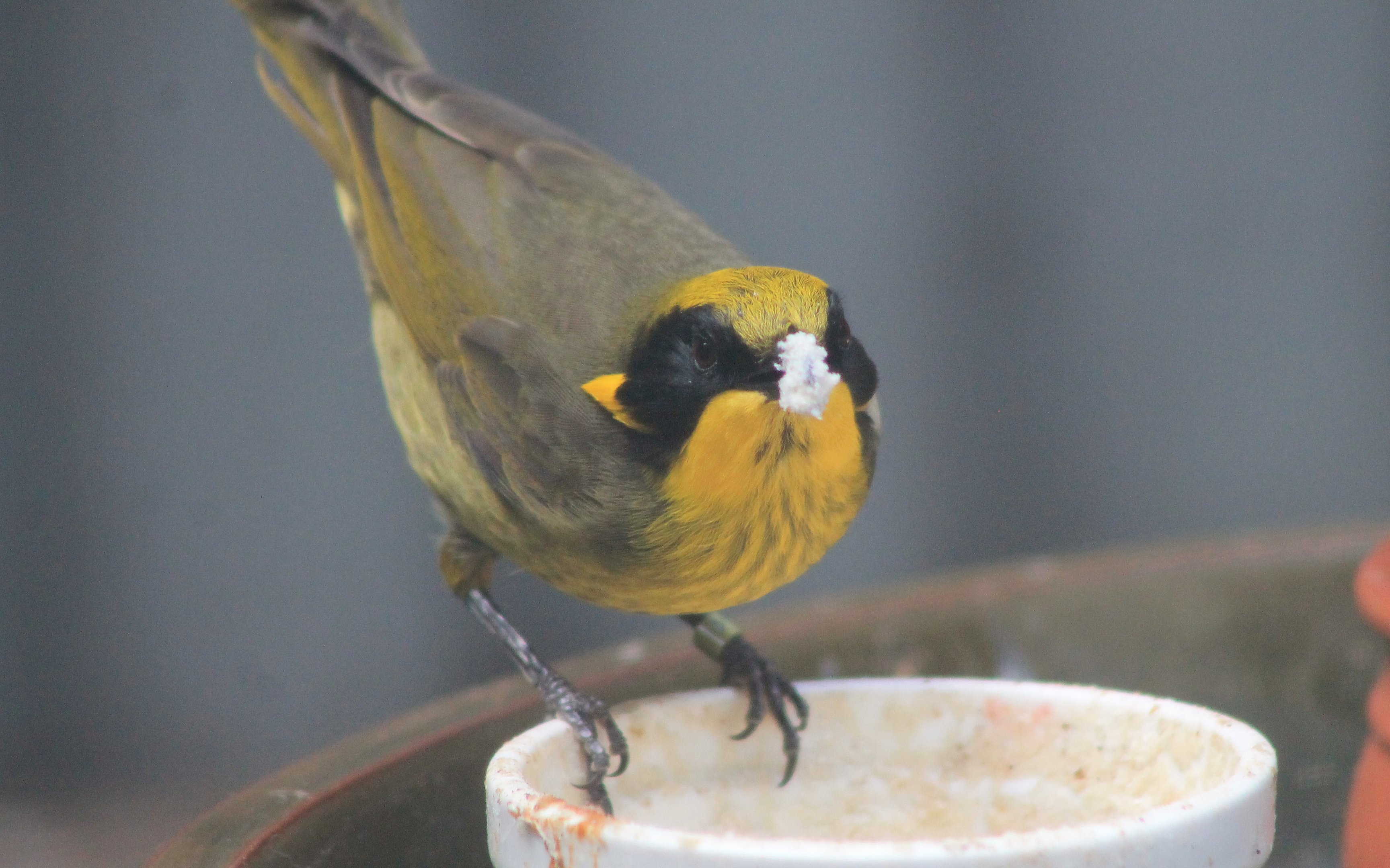 Yellow-tufted Honeyeater (Lichenostomus melanops)