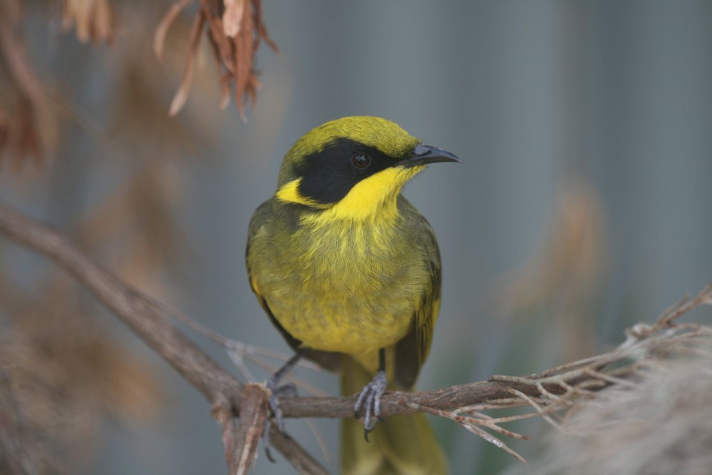 Yellow-tufted Honeyeater