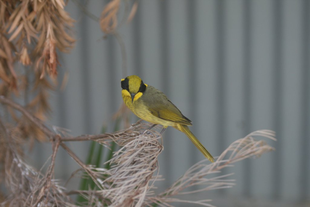 Yellow-tufted Honeyeater