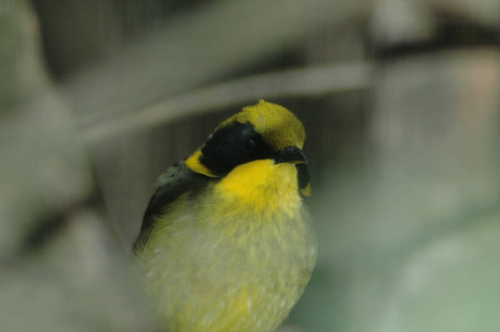 Yellow-tufted Honeyeater