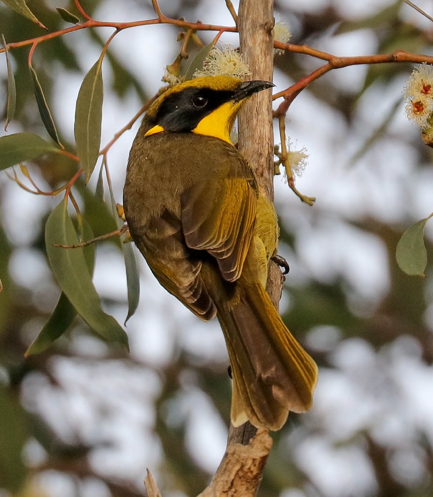 Yellow-tufted Honeyeater