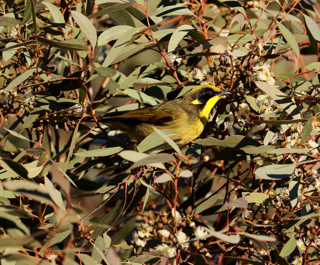 Yellow-tufted Honeyeater