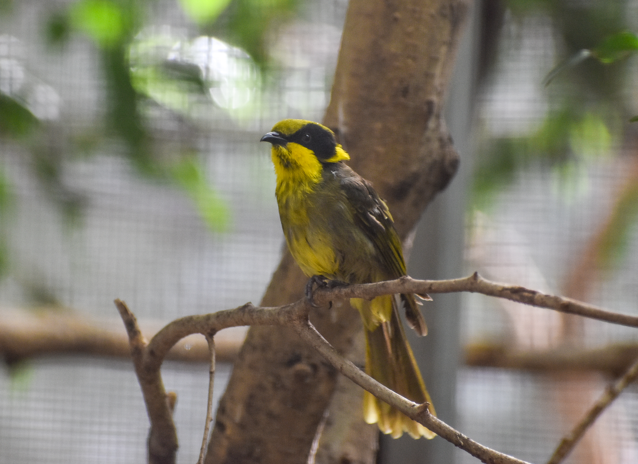 Yellow-tufted Honeyeater