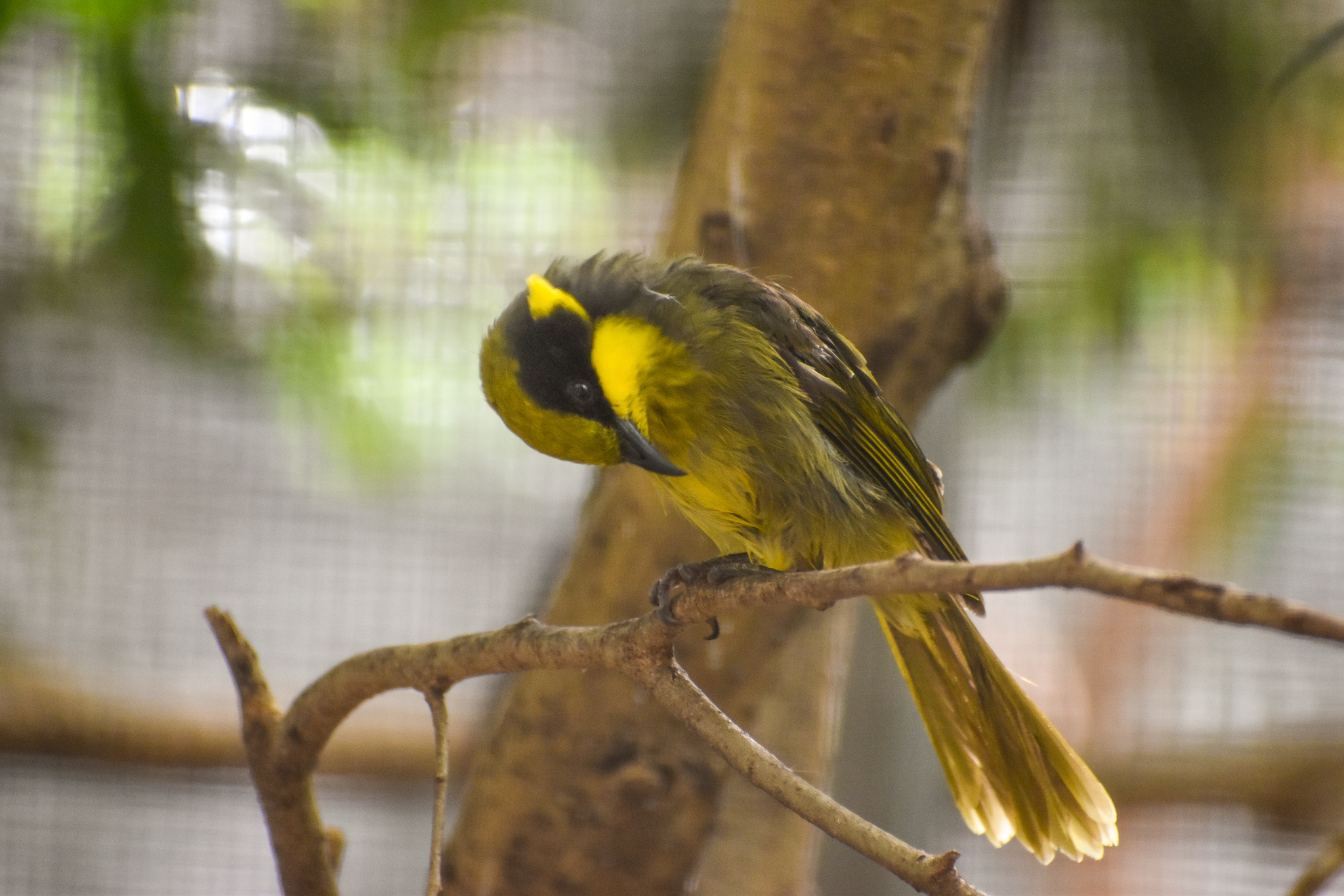 Yellow-tufted Honeyeater
