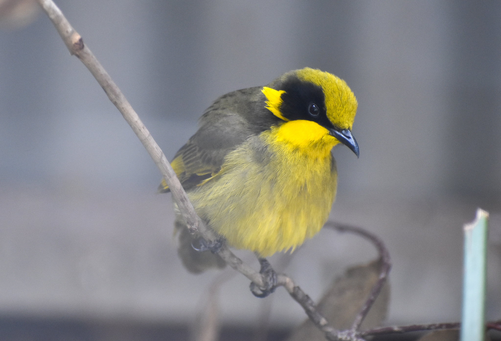 Yellow-tufted Honeyeater