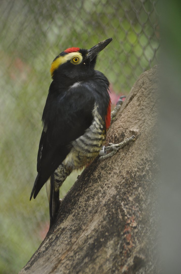 Yellow-tufted Woodpecker (Melanerpes cruentatus)