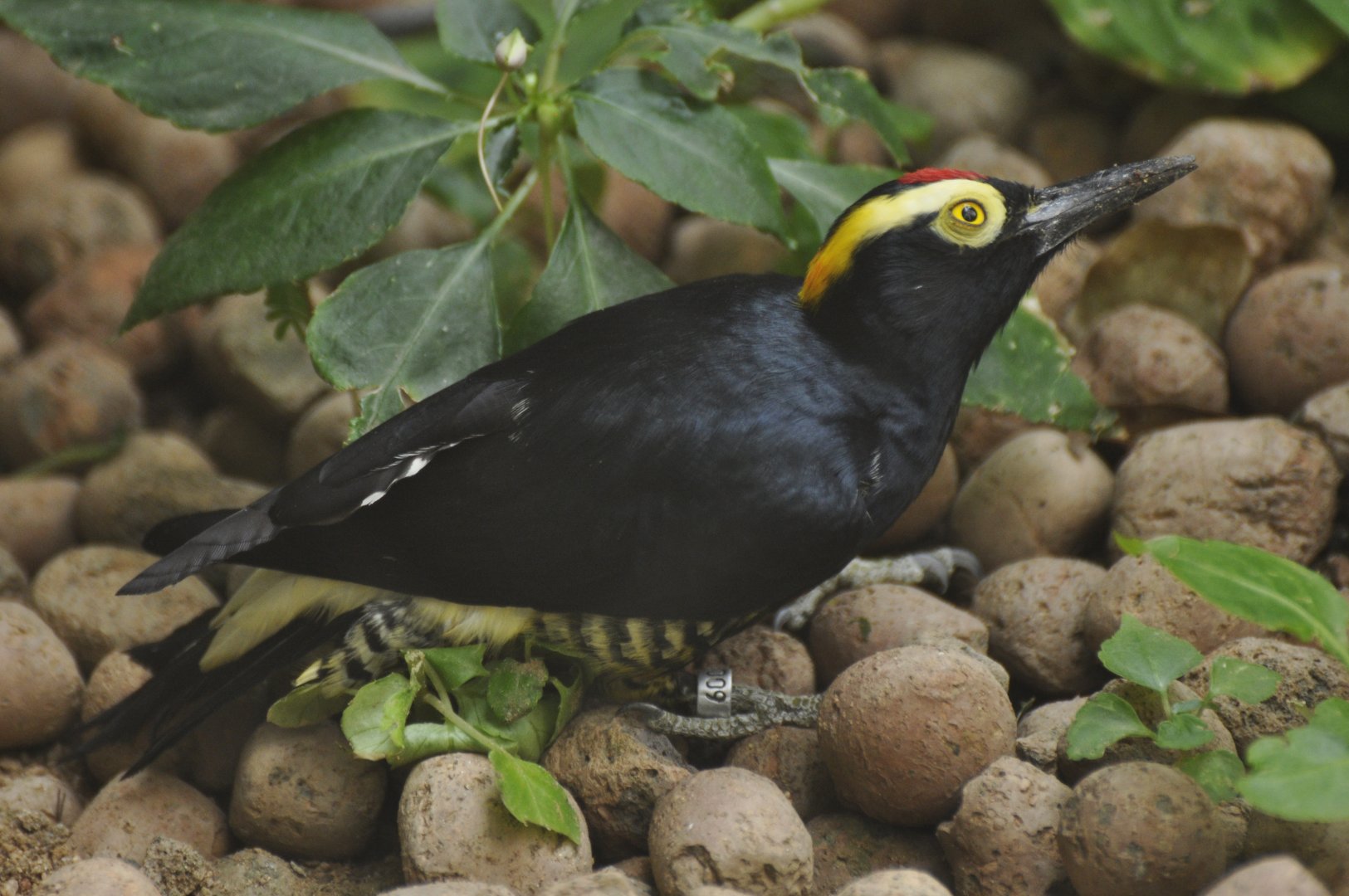 Yellow-tufted Woodpecker (Melanerpes cruentatus)