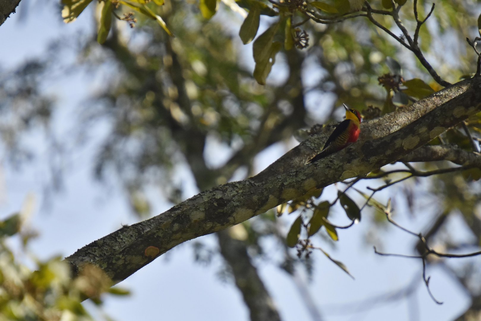 Yellow-tufted woodpecker (Melanerpes cruentatus)
