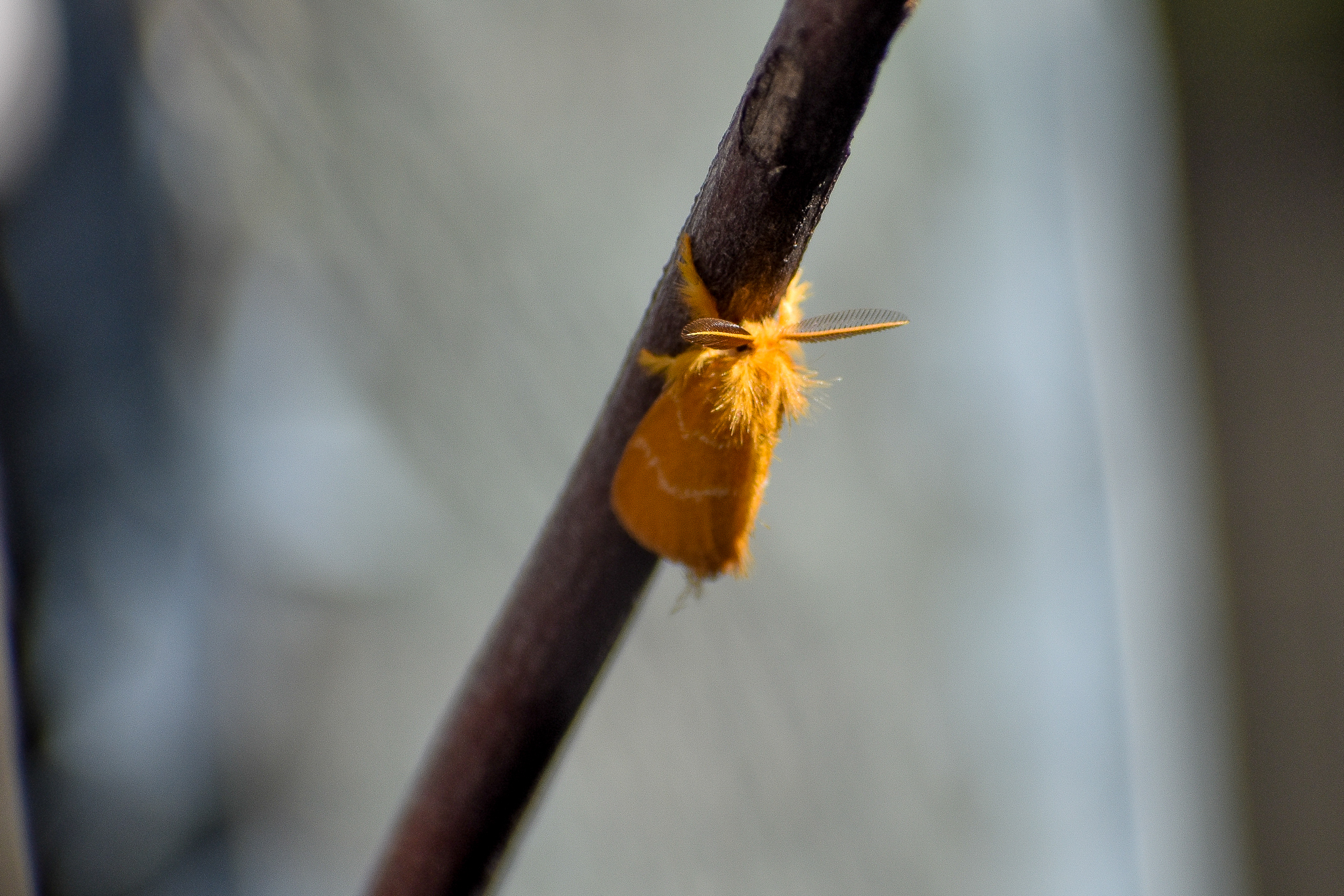 Yellow Tussock (Euproctis lutea)