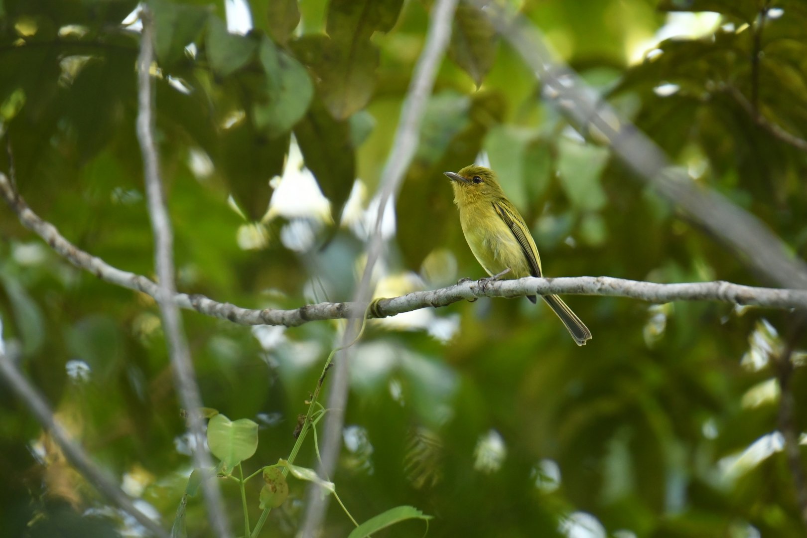 Yellow tyrannulet (Capsiempis flaveola)